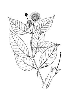 Image of common buttonbush