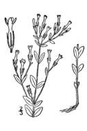 Image of branched centaury