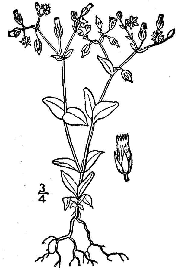 Image of fivestamen chickweed