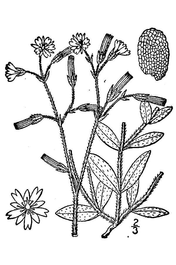 Image of big chickweed