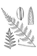 Image of Alabama lipfern