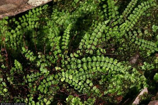 Image of maidenhair spleenwort