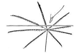 Image of slimspike windmill grass