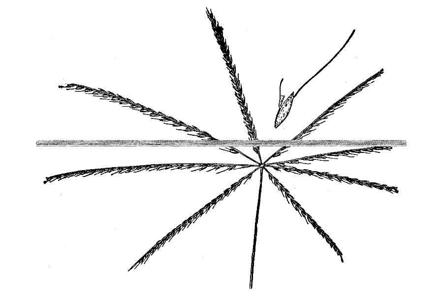 Image of slimspike windmill grass
