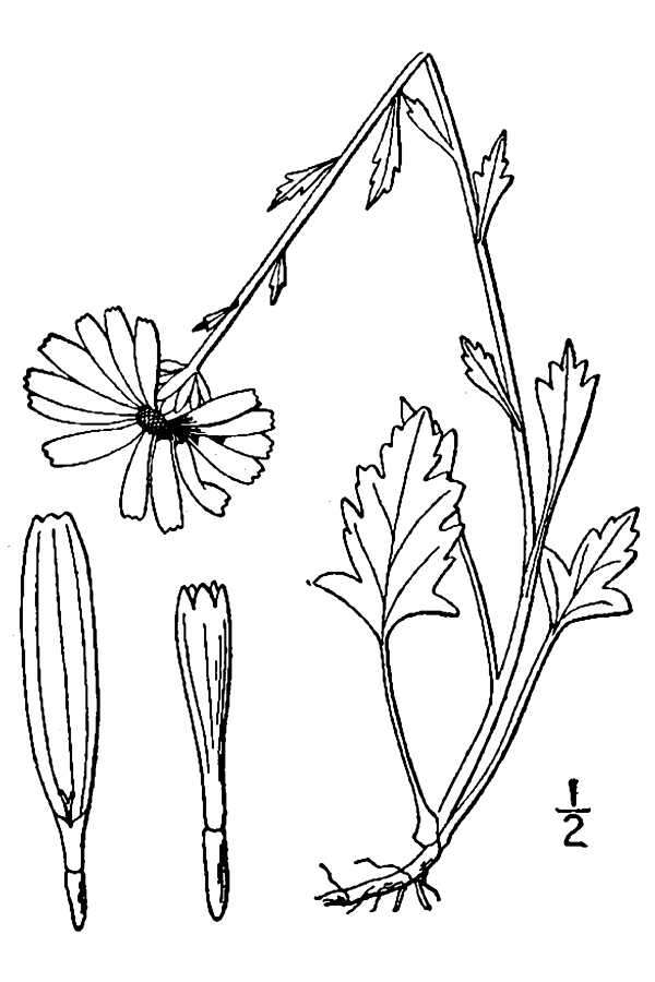 Слика од Arctanthemum arcticum subsp. arcticum