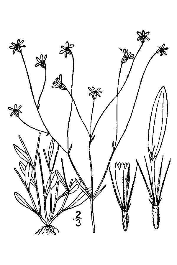 Image of Arkansas leastdaisy