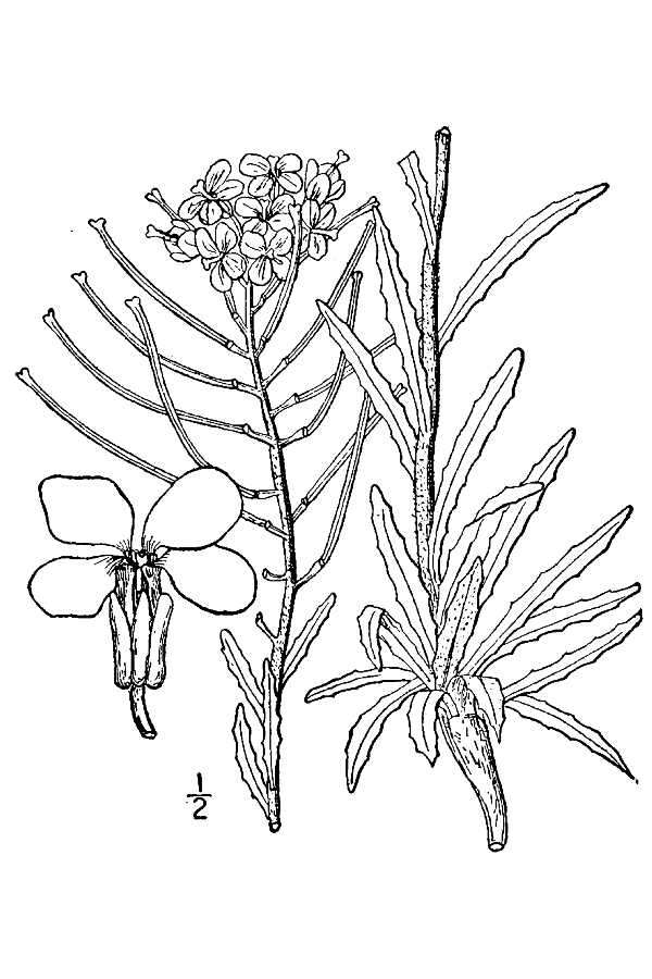 Image of western wallflower