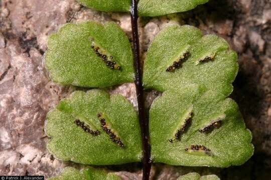 Image of maidenhair spleenwort