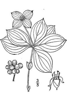 Image of bunchberry dogwood