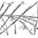 Image of buryseed umbrellagrass