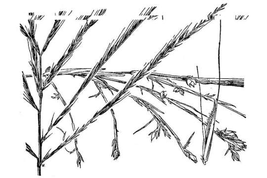 Image of buryseed umbrellagrass