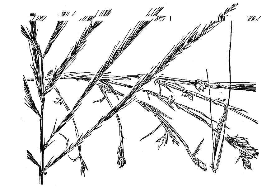 Image of buryseed umbrellagrass