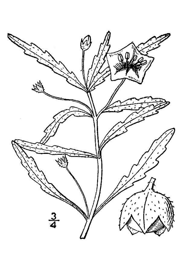 Image de Chamaesaracha coronopus (Dun.) A. Gray