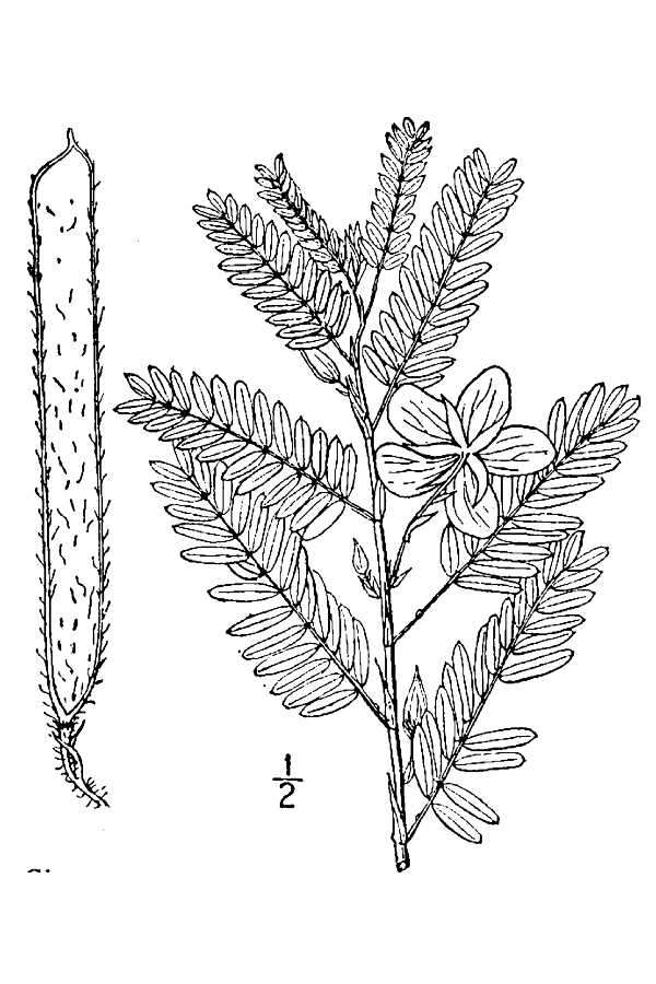 Image of partridge pea