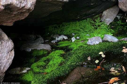 Image of maidenhair spleenwort