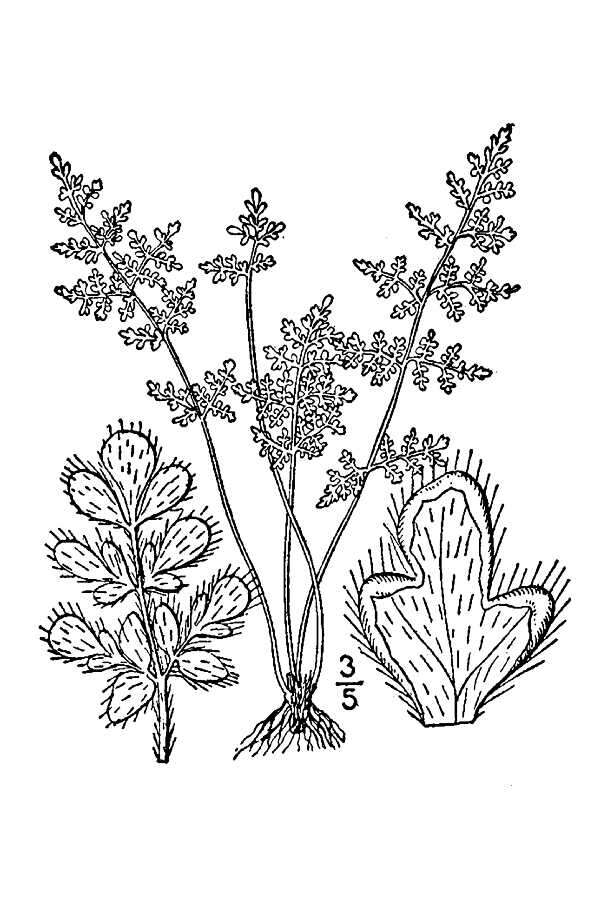 Image of slender lipfern