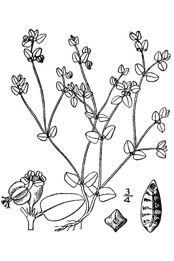 Sivun Euphorbia fendleri Torr. & A. Gray kuva