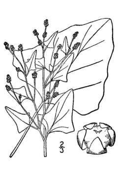 Image of Fremont's Goosefoot