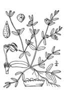 Sivun Euphorbia geyeri Engelm. & A. Gray kuva