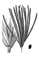 Image of saltmarsh fingergrass