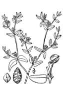 Sivun Euphorbia glyptosperma Engelm. kuva