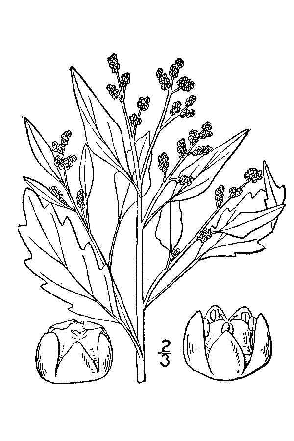 Image of Oak-Leaf Goosefoot