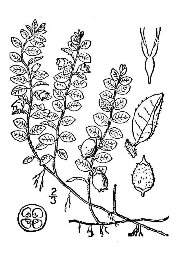 Gaultheria hispidula (L.) Muhl. ex Bigelow的圖片