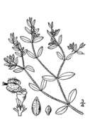 Sivun Euphorbia humistrata Engelm. ex A. Gray kuva