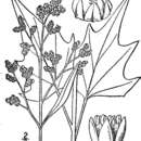 Image of mapleleaf goosefoot