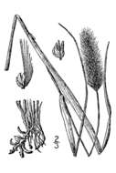 Image of Knotroot Foxtail