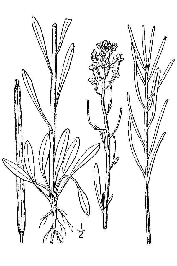 Слика од Erysimum inconspicuum (S. Watson) MacMill. var. inconspicuum