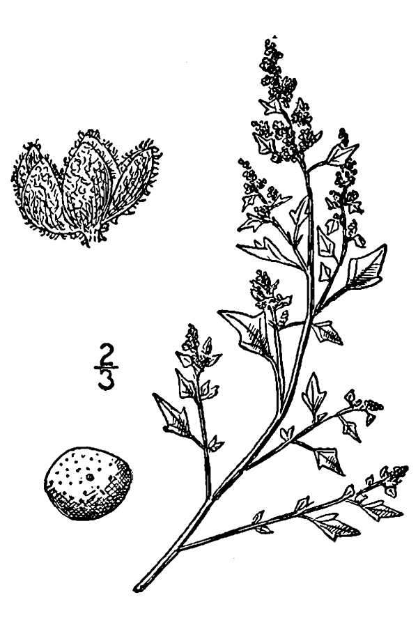 Chenopodium incanum (S Wats.) Heller的圖片