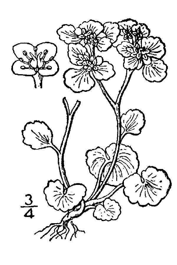 Image of Alternate-Leaf Golden-Saxifrage