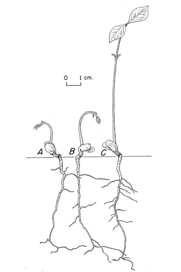 Plancia ëd Chionanthus