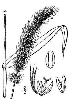 Image of Foxtail millet