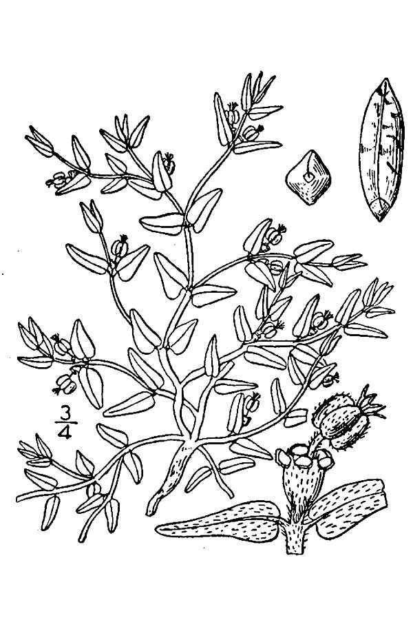 Sivun Euphorbia lata Engelm. kuva
