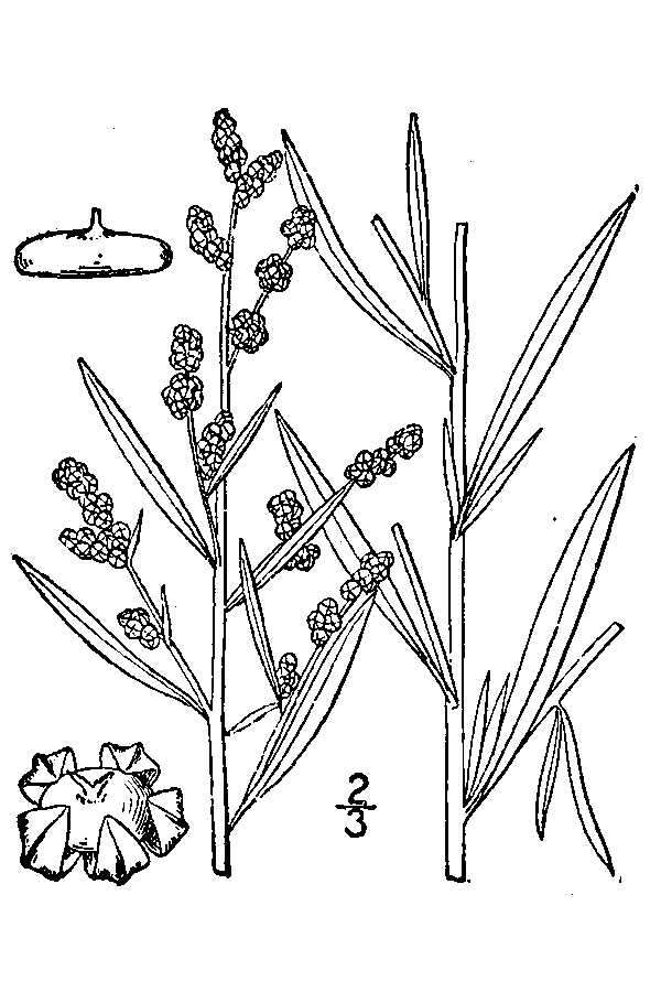 Sivun Chenopodium leptophyllum (Moq.) Nutt. ex S. Wats. kuva