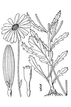 Слика од Leucanthemum vulgare Lam.