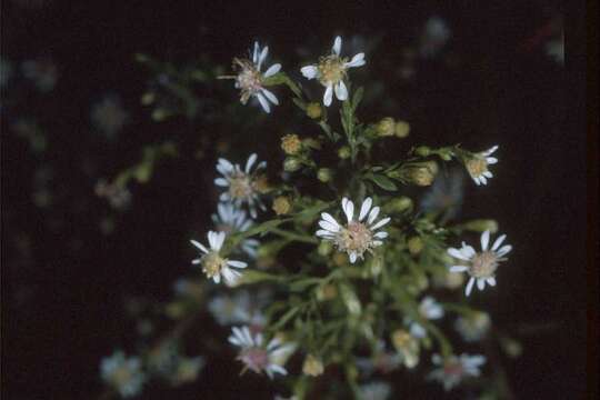 Image of Tradescant's American-Aster