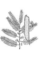 Image de Chamaecrista nictitans (L.) Moench