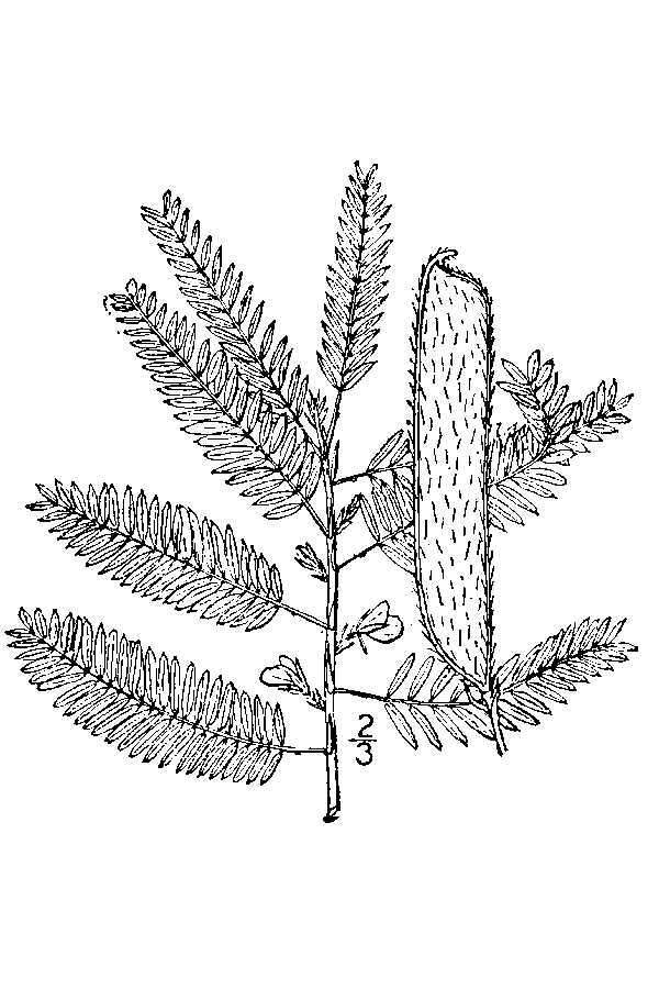 Image de Chamaecrista nictitans (L.) Moench