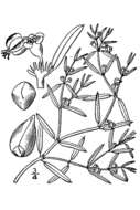 Sivun Euphorbia missurica Raf. kuva