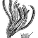 Stapfochloa elata (Desv.) P. M. Peterson resmi