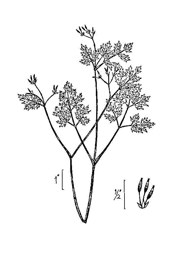 Imagem de Chaerophyllum procumbens (L.) Crantz