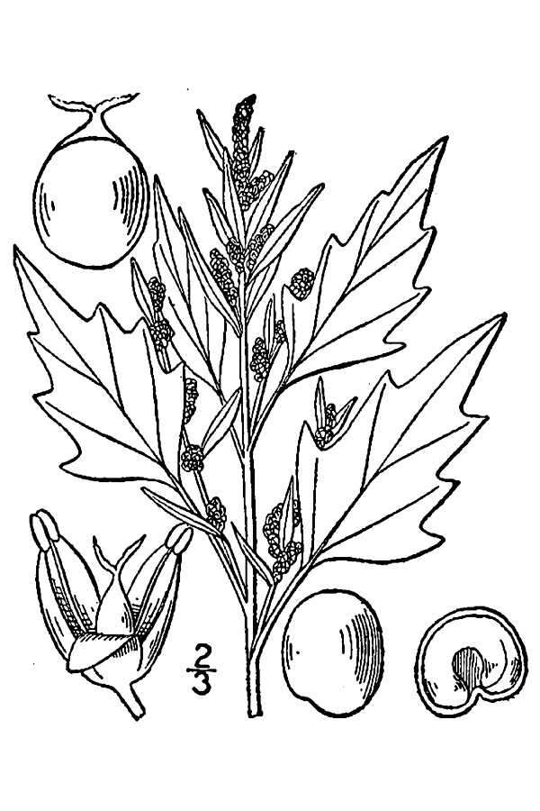 Image of Red Goosefoot