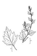 Image of Red Goosefoot