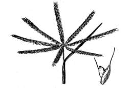 Image of shortspike windmill grass