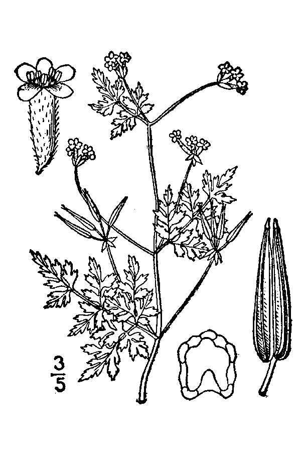 Image of hairyfruit chervil