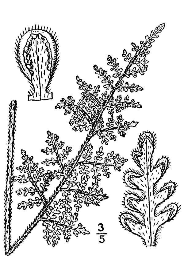 Image of Woolly lipfern