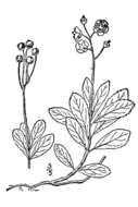 Image of pipsissewa